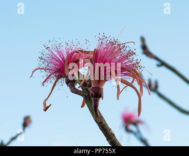 Pseudobombax ellipticum, Pink Shaving Bush tree  from Yucatan, Mexico Stock Photo