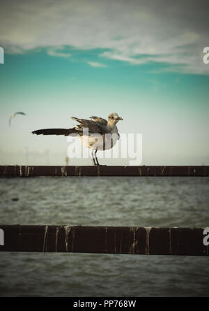 Puffed up Young Seagull on a dock at  Progreso, Yucatan during dusk. Stock Photo