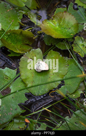 Shell on heart shape leaf in a creek, background. Stock Photo