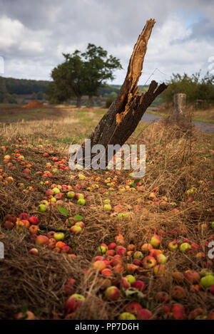 Ebrach, Bavaria. 24th Sep, 2018. A broken apple tree can be seen at the roadside. The first severe autumn storm this year has caused devastation in Bavaria. Credit: Nicolas Armer/dpa/Alamy Live News Stock Photo