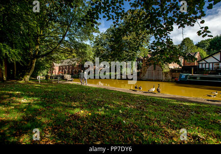 Bridgewater Canal, Worsley. 24th Sept 2018. UK Weather: Beautiful scenes around the Bridgewater Canal in Worsley, Greater Manchester as the start of Autumn brings out the wonderful golden colours of the season. Picture by Paul Heyes, Monday August 24, 2018. Credit: Paul Heyes/Alamy Live News Stock Photo