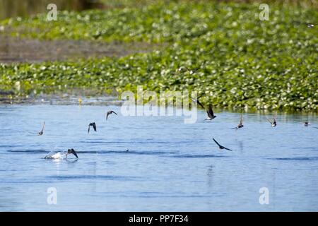 A flock of House Martins (Delichon urbicum) feed on insects this morning on the Pevensey Levels, East SussexUK. Stock Photo