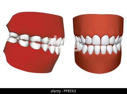 Human jaw with teeth. Side and front view. 3D. Isolated jaw on a white ...