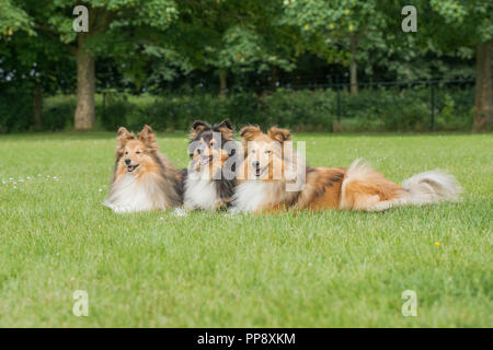 Three shetland sheepdogs lying down in a grass field Stock Photo - Alamy
