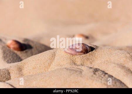 Here you can see the shells on the sea sand. Sand is a naturally occurring granular material composed of finely divided rock and mineral particles. Stock Photo