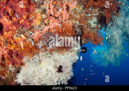 Colorful corals and sponges encrusting  Liberty Wreck in Tulamben Bali Indonesia. Stock Photo