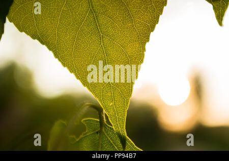 Sunlight passing through a leaf Stock Photo