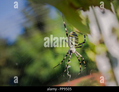 Wasp spider Stock Photo