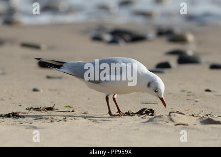 Gull feeding at high tide line on sandy beach with pebbles and surf in background. Stock Photo