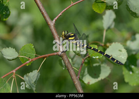 Black in yellow spots dragonfly sitting on a tree trunk in front of a blurred background. Lugi, Carpathians, Ukraine, June, 2018 Stock Photo