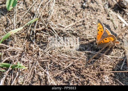 Small Copper butterfly resting on ground with wings open. Stock Photo