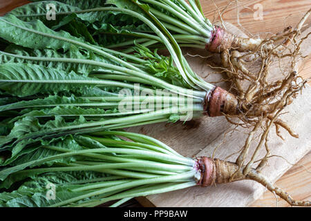 Fresh evening primrose plants with roots and first-year rosettes Stock Photo