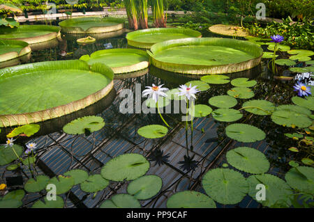 Giant Water Lily Victoria Amazonica Lily Pads Stock Photo