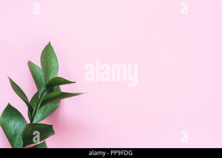 Eucalyptus branch on pink background with copy space for text. Trendy feminine design background, workspace Stock Photo