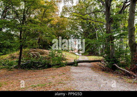 Fallen broken tree lies trough a path in the forest between trees Stock Photo