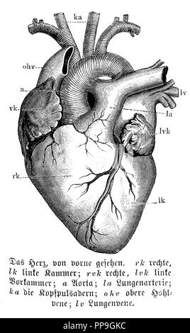 Heart. rk) right, lk) left ventricle, rvk) right, lvk) left anterior chamber, a aorta, la) pulmonary artery, ka) head pulmonary arteries, ohv) superior vena cava, lv) pulmonary vein, anonym Stock Photo