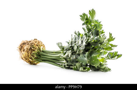 Ripe celery root from crops stem leaves isolated on white background. Stock Photo