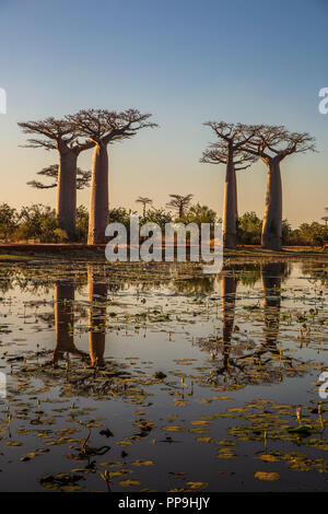 Beautiful Baobab trees at sunset at the avenue of the baobabs in Madagascar Stock Photo