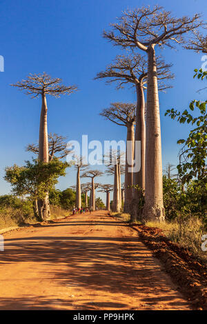 Baobab alley in the morning, Madagascar Stock Photo