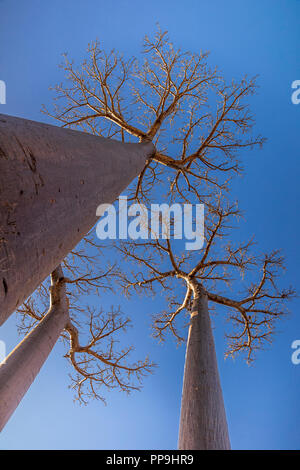 Beautiful Baobab trees at sunset at the avenue of the baobabs in Madagascar Stock Photo