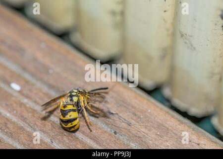 A dead wasp on the floor of a balcony, Germany Stock Photo