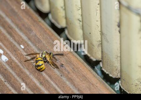 A dead wasp on the floor of a balcony, Germany Stock Photo