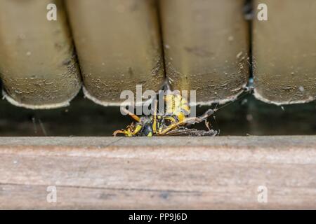 A dead wasp on the floor of a balcony, Germany Stock Photo