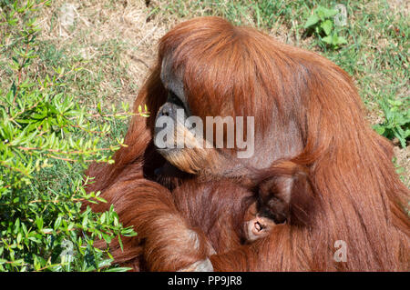 Orangutan mother 'Temmy' holds her male offspring in her arms at