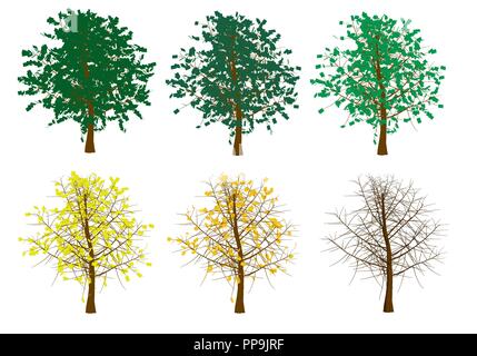 Set with trees from summer to winter. Autumn trees with yellowed leaves. The sequence of falling leaves is trees. Vector illustration. Stock Vector