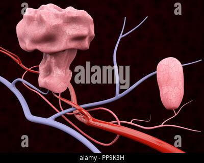 3d Illustration of Polyp with Blood Veins, isolated black background Stock Photo