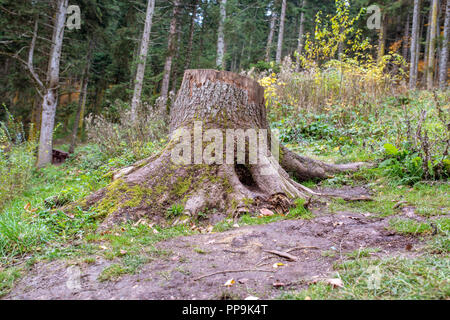 Old stumps on the forest. Remains of the cut down forest. Stock Photo