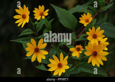 Yellow flowers on dark background Stock Photo