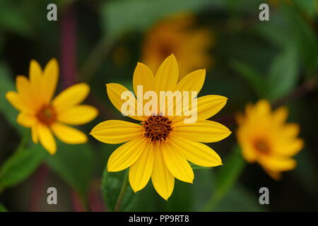Yellow flowers on dark background Stock Photo