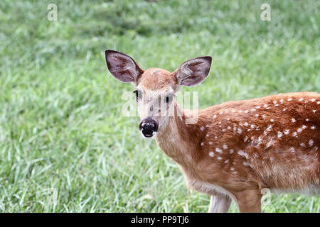 A spotted White-tailed deer fawn without his mother standing in a grassy meadow alone. Stock Photo