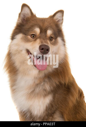 Portrait of a finnish lapphund looking away on a white background Stock Photo