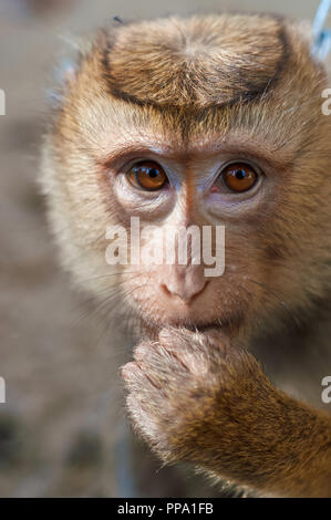 Long tailed Macaque Monkey eat outdoor background Stock Photo