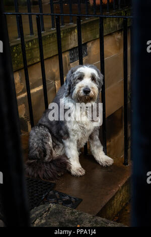 Bearded collie sitting on steps looking at camera in Edinburgh Stock Photo