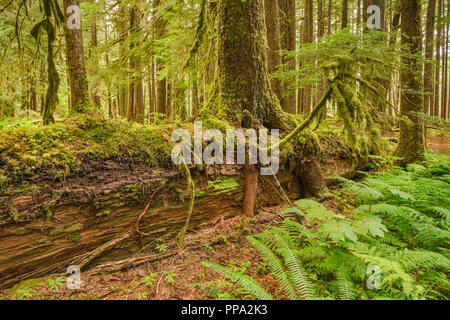 New seedlings growing on nurse log, Ancient Groves Trail, Sol Duc River area, Olympic National Park, Washington state, USA Stock Photo