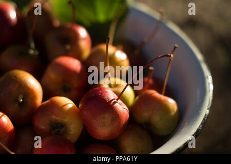 Apples after harvest Stock Photo