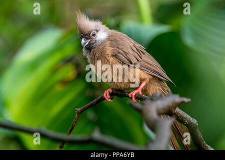 Speckled mousebird (Colius striatus) native to Africa perched in tree Stock Photo