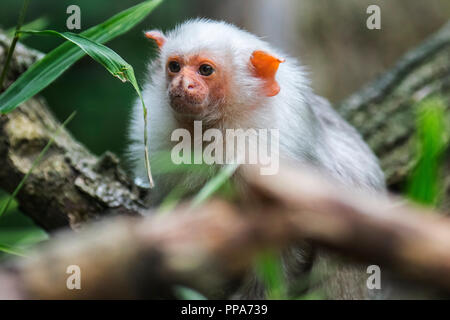 Silvery marmoset (Mico argentatus) in tree, native to the eastern Amazon Rainforest in Brazil Stock Photo