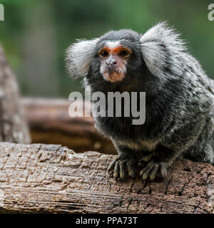 Common marmoset (Callithrix jacchus) in tree, native to Brazil, South America Stock Photo
