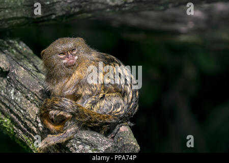 Pygmy marmoset (Cebuella pygmaea) in tree, native to rainforests of the western Amazon Basin in South America Stock Photo