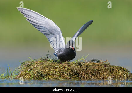 Black tern (Chlidonias niger) in breeding plumage flapping its wings and calling from nest in pond Stock Photo