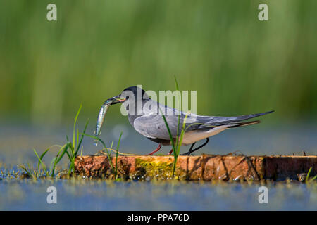 Black tern (Chlidonias niger) in breeding plumage with caught fish on floating artificial nesting platform in pond Stock Photo