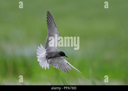 Injured black tern (Chlidonias niger) in breeding plumage flying with severely damaged wing over wetland in spring Stock Photo