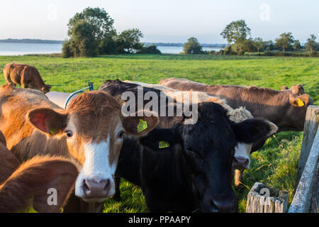 Cows beside a fence in a grassy field on shores of Lough Neagh, n.Ireland. Stock Photo