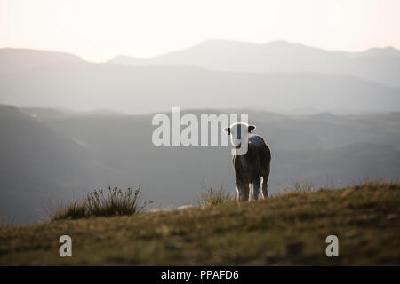 Sheep in the Lake District Fells, UK Stock Photo