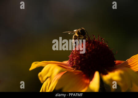 Bee on flower, in the evening Stock Photo