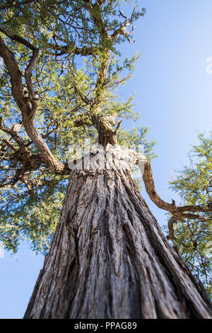 A large camelthorn tree from below. The tree stem is in the middle with it's branches spreading out into the blue sky. Stock Photo